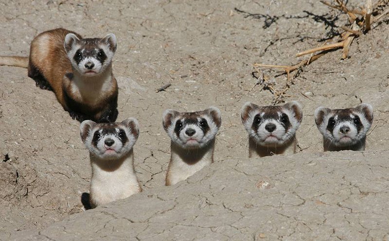 What To Do If You Encounter A Ferret In The Wild