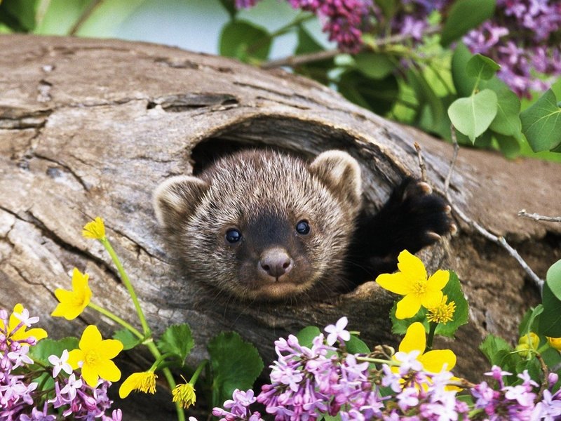 What To Do If You Encounter A Fisher In The Wild