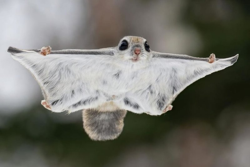 What To Do If You Encounter A Flying Squirrel In The Wild