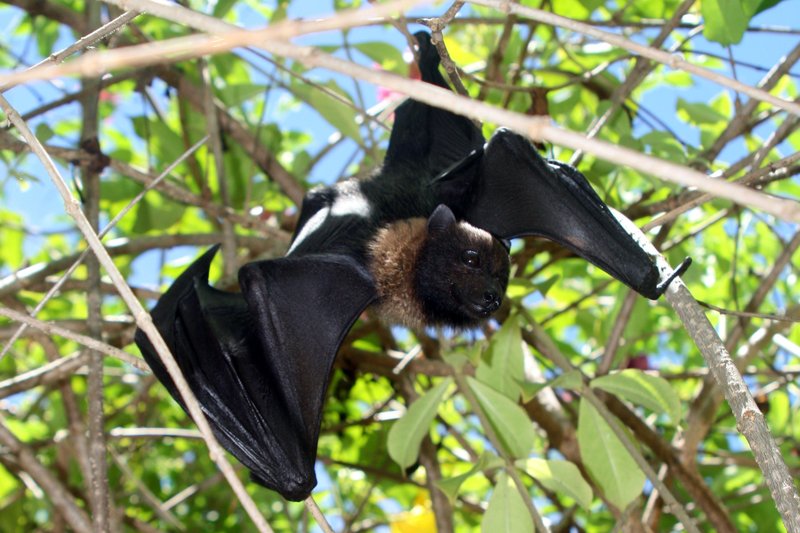 What To Do If You Encounter A Fruit Bat In The Wild