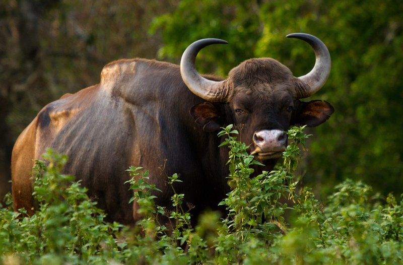 What To Do If You Encounter A Gaur In The Wild
