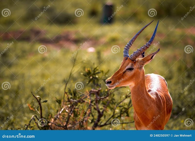 What To Do If You Encounter A Gazelle In The Wild