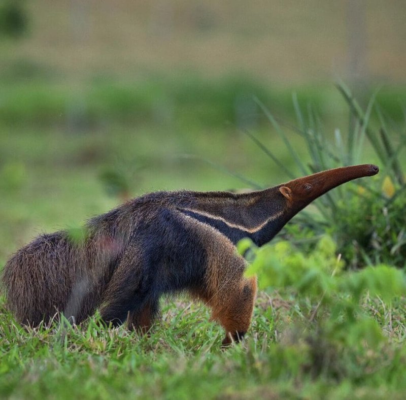 What To Do If You Encounter A Giant Anteater In The Wild