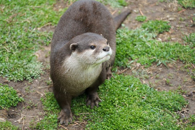 What To Do If You Encounter A Giant Otter In The Wild