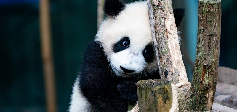 What To Do If You Encounter A Giant Panda In The Wild