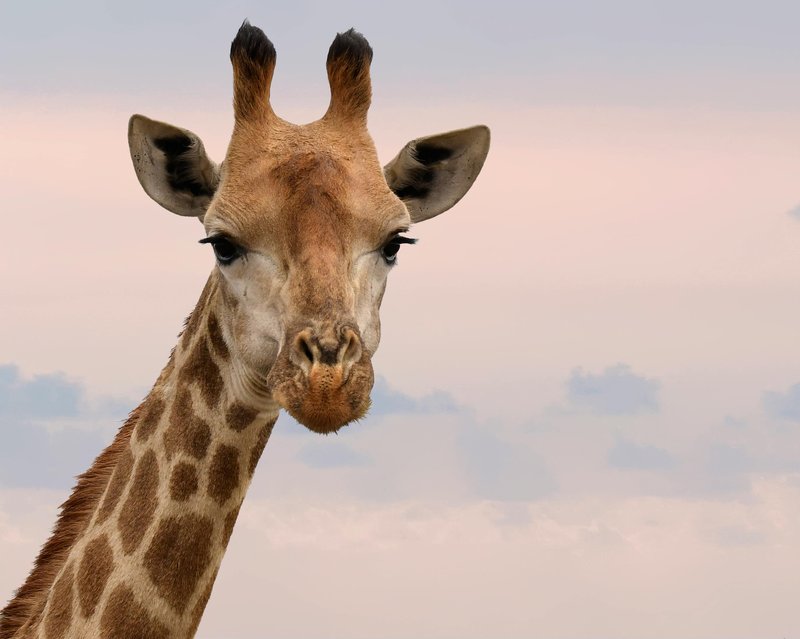 What To Do If You Encounter A Giraffe In The Wild