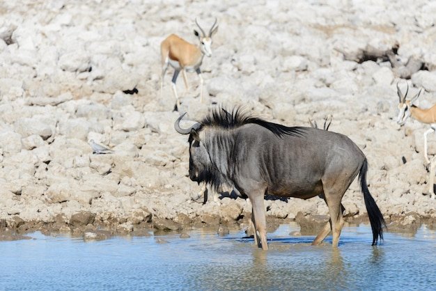 What To Do If You Encounter A Gnu In The Wild