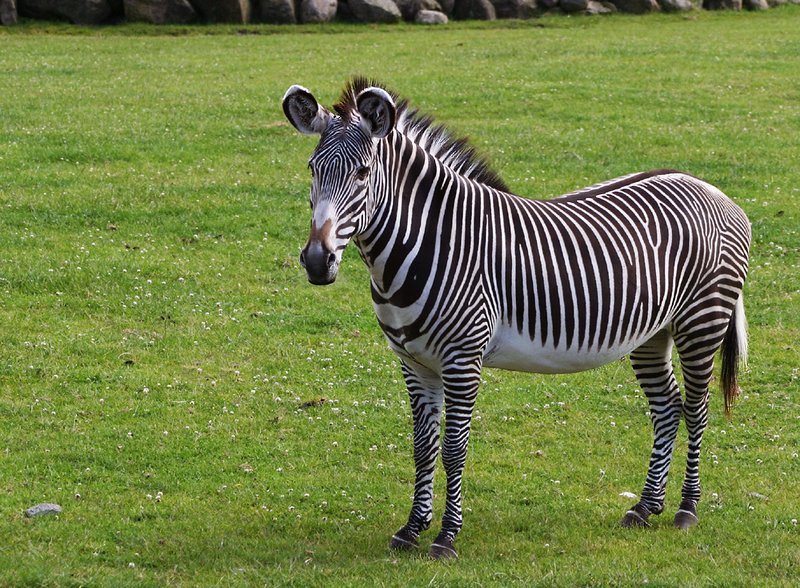 What To Do If You Encounter A Grevy’S Zebra In The Wild