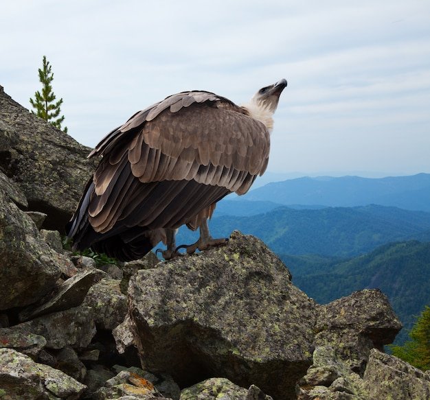 What To Do If You Encounter A Griffon Vulture In The Wild