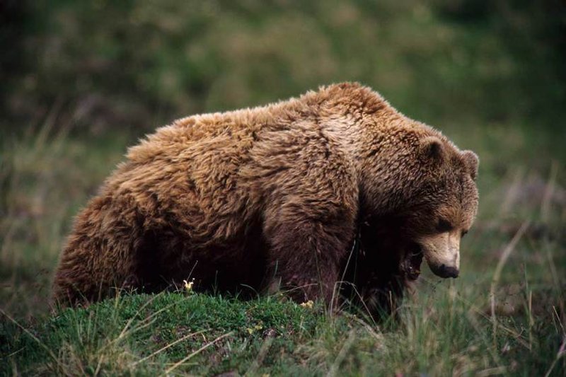 What To Do If You Encounter A Grizzly Bear In The Wild