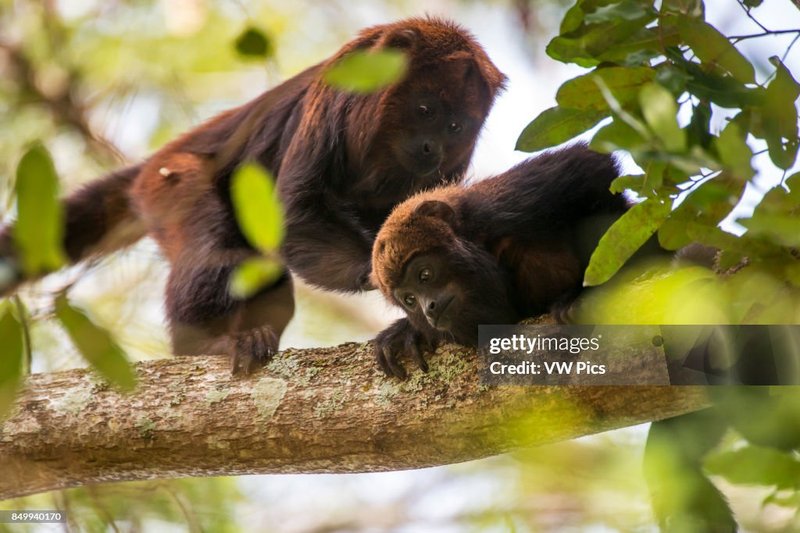 What To Do If You Encounter A Guariba (Howler Monkey) In The Wild