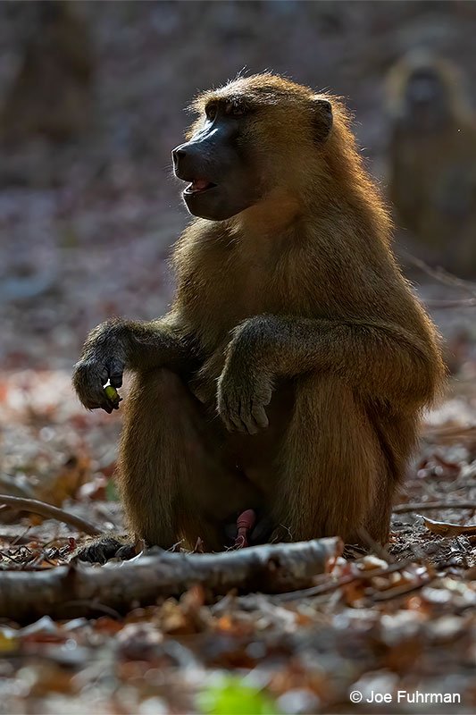 What To Do If You Encounter A Guinea Baboon In The Wild