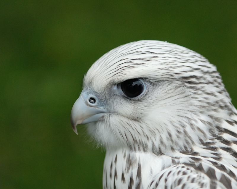What To Do If You Encounter A Gyrfalcon In The Wild