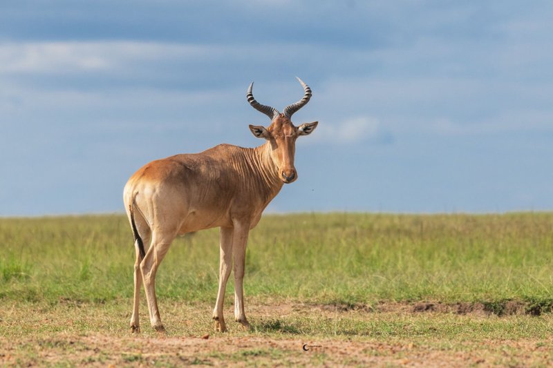 What To Do If You Encounter A Hartebeest In The Wild