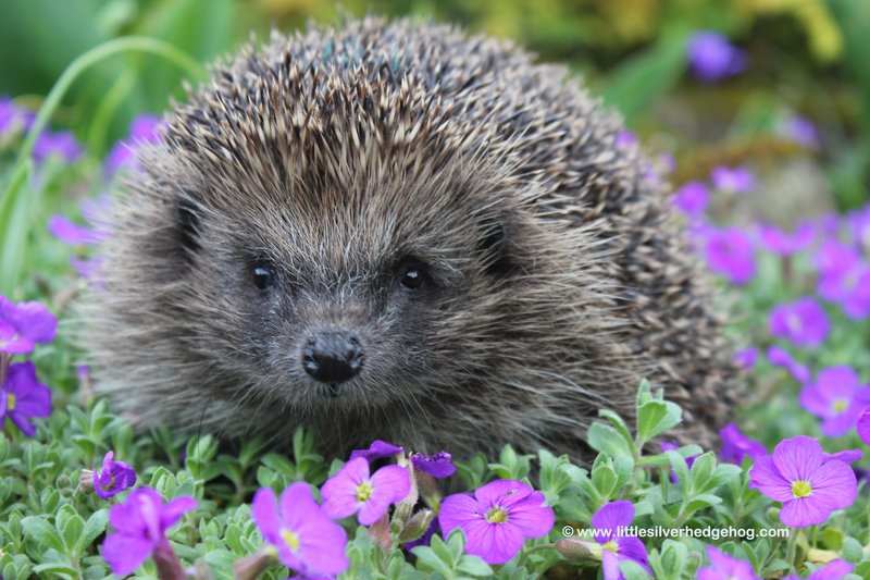 What To Do If You Encounter A Hedgehog In The Wild