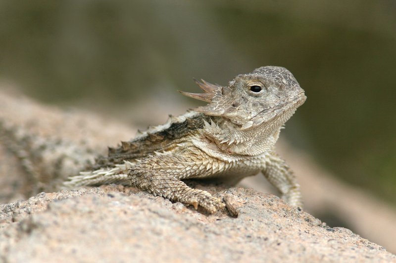 What To Do If You Encounter A Horned Lizard In The Wild