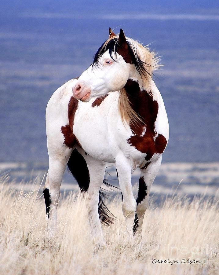 What To Do If You Encounter A Horse In The Wild