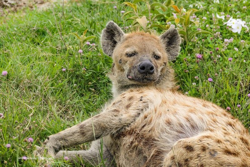 What To Do If You Encounter A Hyaena In The Wild