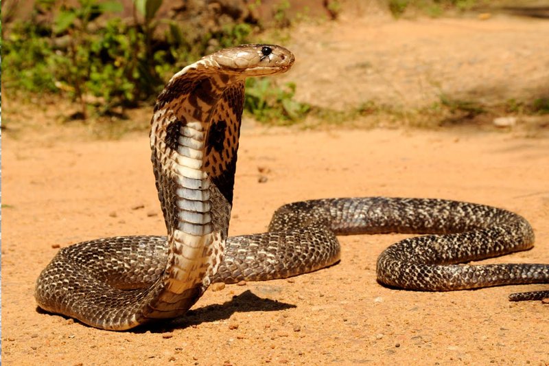 What To Do If You Encounter A Indian Cobra In The Wild