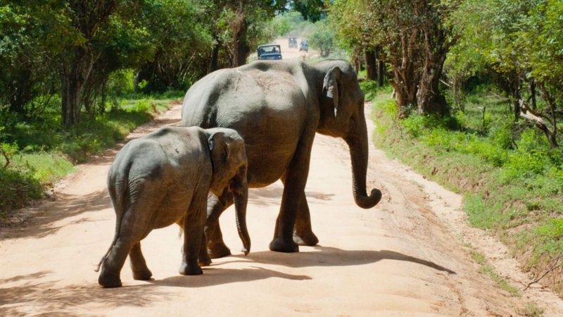 What To Do If You Encounter A Indian Elephant In The Wild