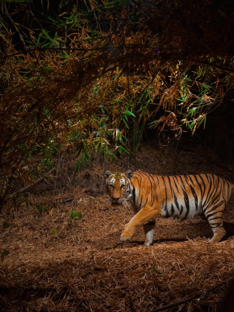 What To Do If You Encounter A Indochinese Tiger In The Wild