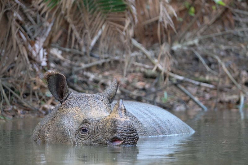 What To Do If You Encounter A Javan Rhinoceros In The Wild