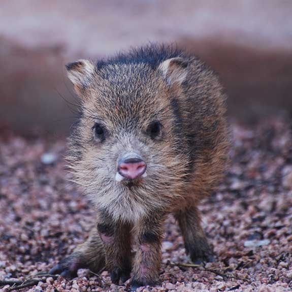 What To Do If You Encounter A Javelina In The Wild