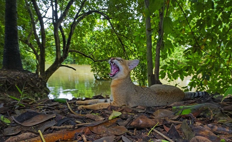 What To Do If You Encounter A Jungle Cat In The Wild