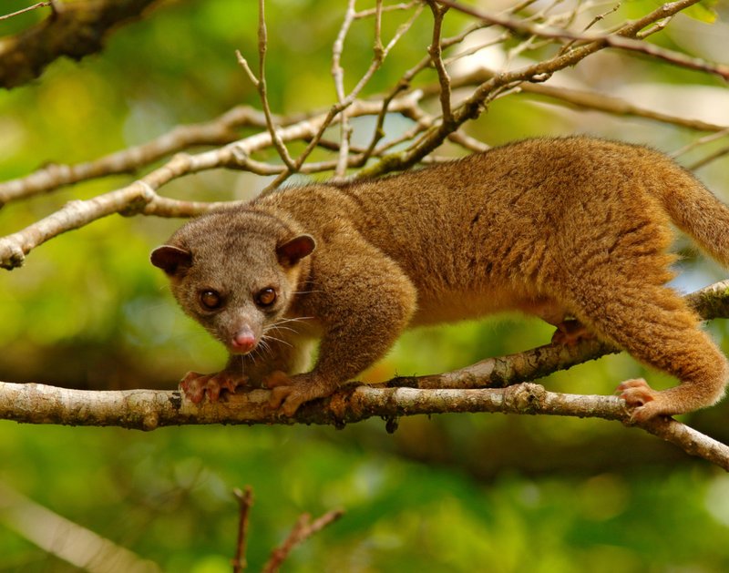 What To Do If You Encounter A Kinkajou In The Wild