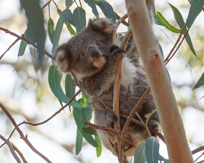 What To Do If You Encounter A Koala In The Wild