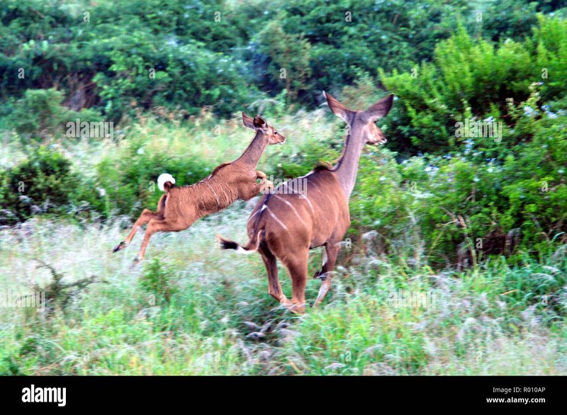 What To Do If You Encounter A Kudu In The Wild