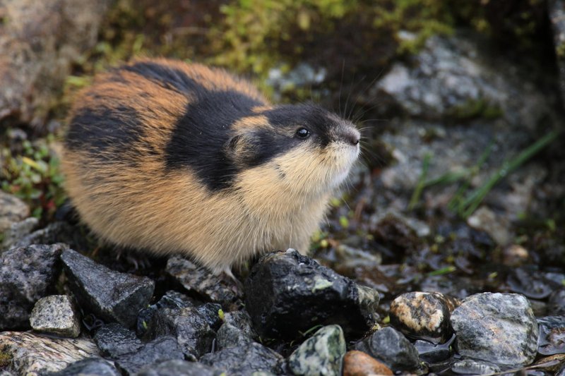 What To Do If You Encounter A Lemming In The Wild