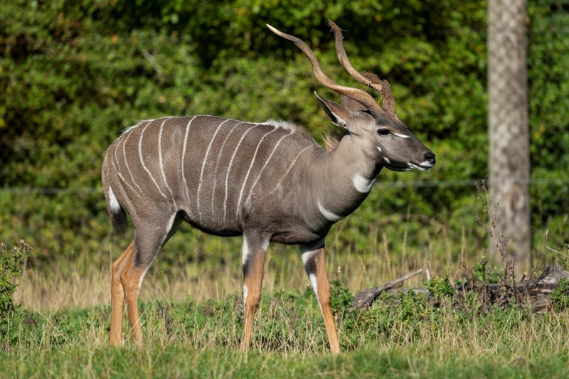 What To Do If You Encounter A Lesser Kudu In The Wild