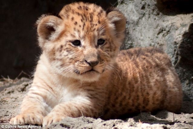 What To Do If You Encounter A Liger In The Wild