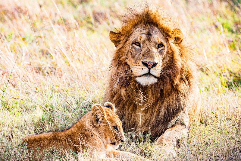 What To Do If You Encounter A Lion In The Wild