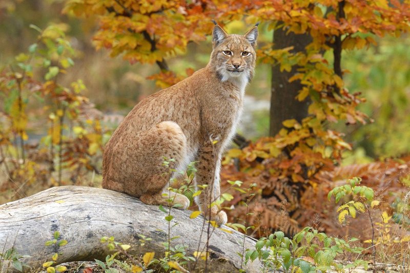 What To Do If You Encounter A Lynx In The Wild