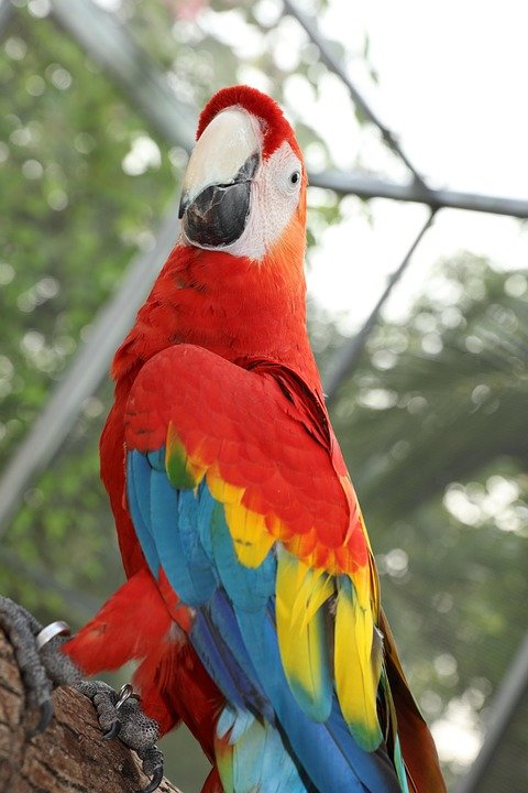 What To Do If You Encounter A Macaw In The Wild