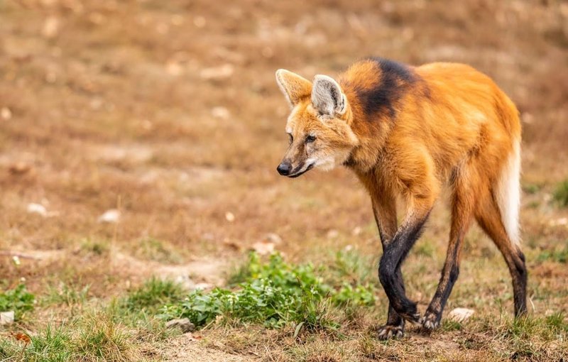 What To Do If You Encounter A Maned Wolf In The Wild