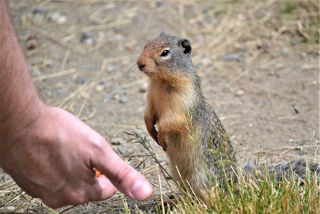 What To Do If You Encounter A Marmot In The Wild