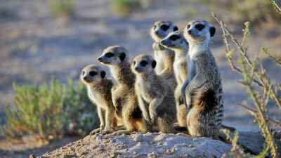 What To Do If You Encounter A Meerkat In The Wild
