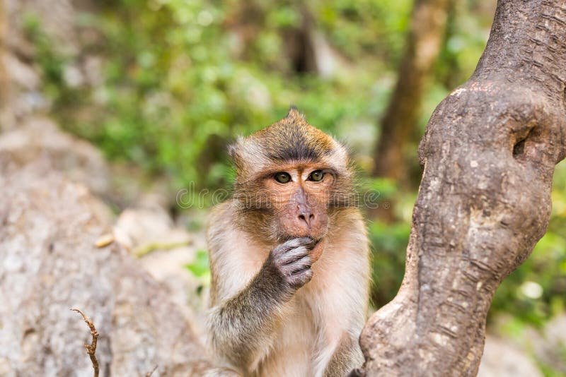 What To Do If You Encounter A Monkey In The Wild
