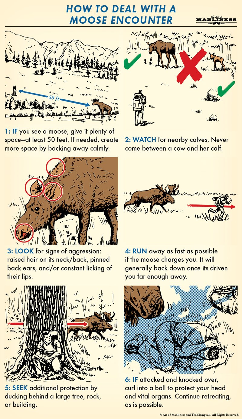 What To Do If You Encounter A Moose In The Wild