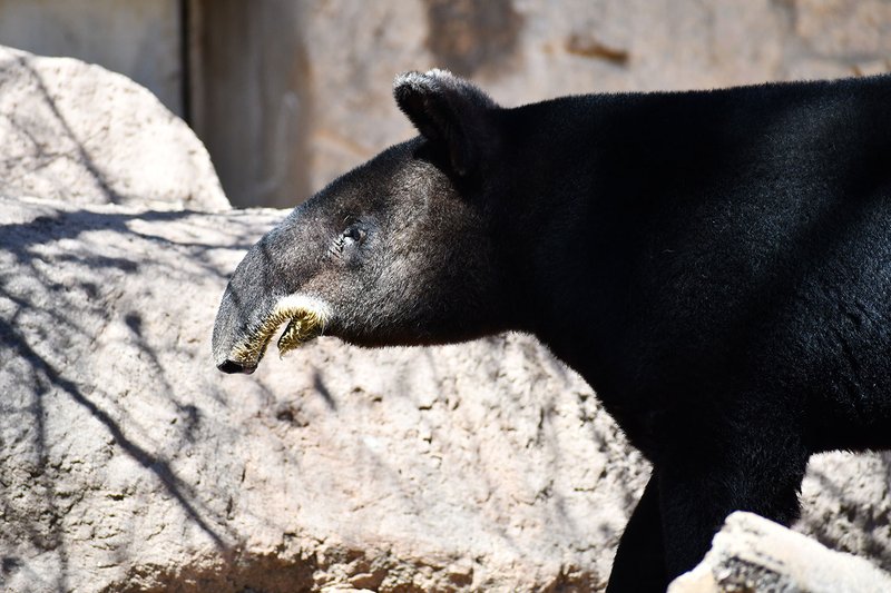 What To Do If You Encounter A Mountain Tapir In The Wild