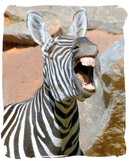 What To Do If You Encounter A Mountain Zebra In The Wild