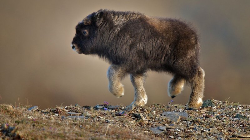 What To Do If You Encounter A Muskox In The Wild