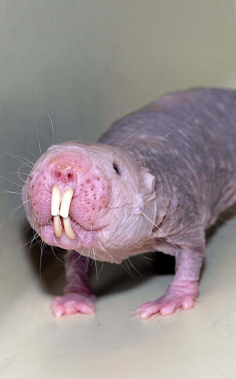 What To Do If You Encounter A Naked Mole Rat In The Wild