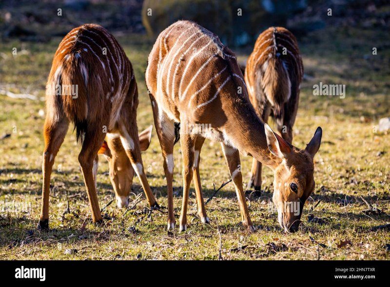 What To Do If You Encounter A Nyala In The Wild