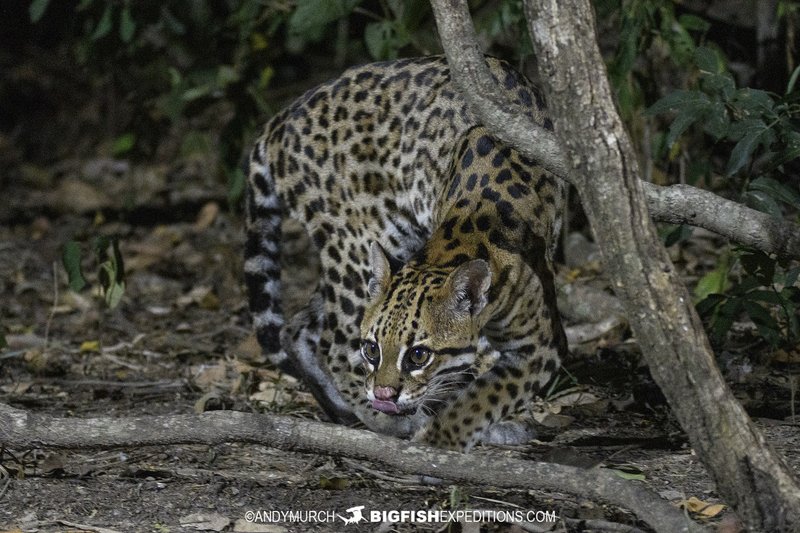 What To Do If You Encounter A Ocelot In The Wild