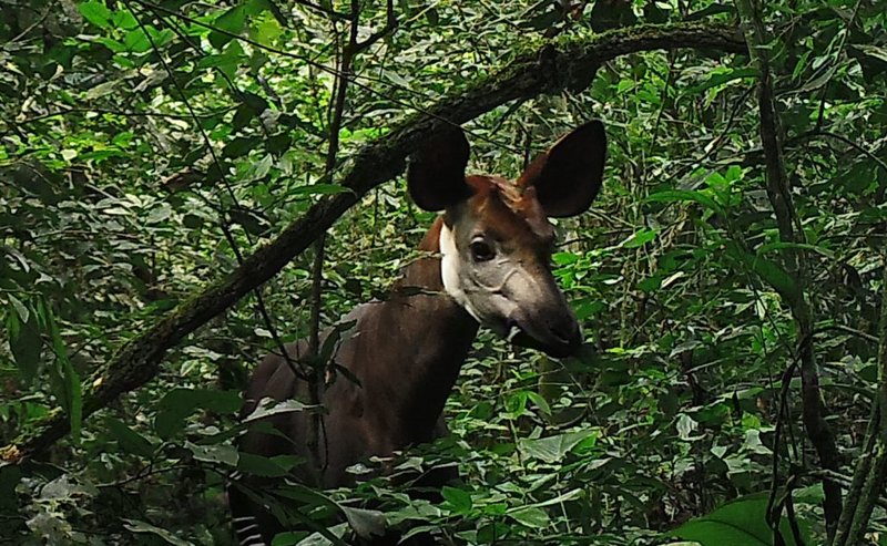 What To Do If You Encounter A Okapi In The Wild