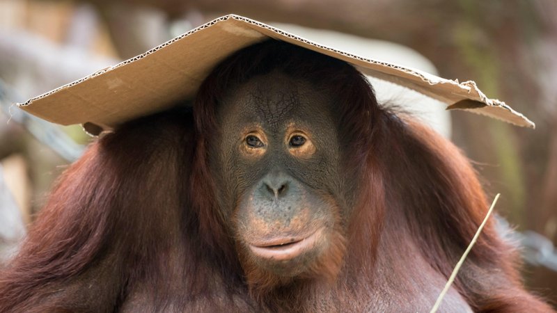 What To Do If You Encounter A Orangutan In The Wild
